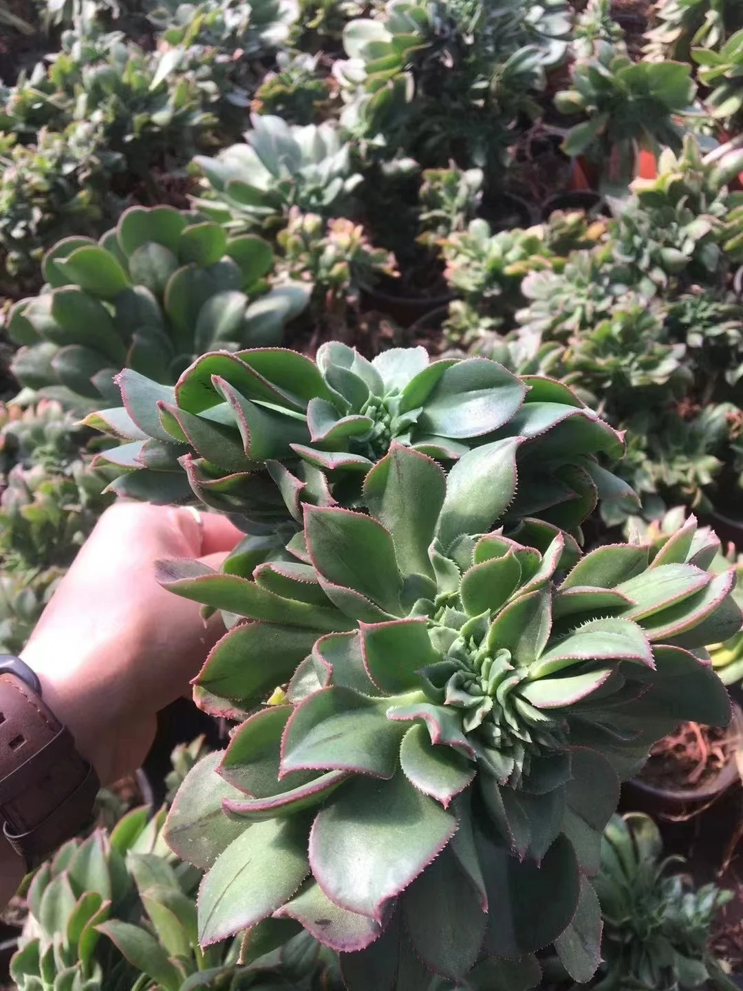 234. Emerald crested cutting 6cm / Aeonium crested  / Succulent plants / Garden landscape / Carefully select healthy plants