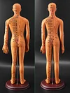 Acupuncture Point Human Body Model Meridian Acupoint Model