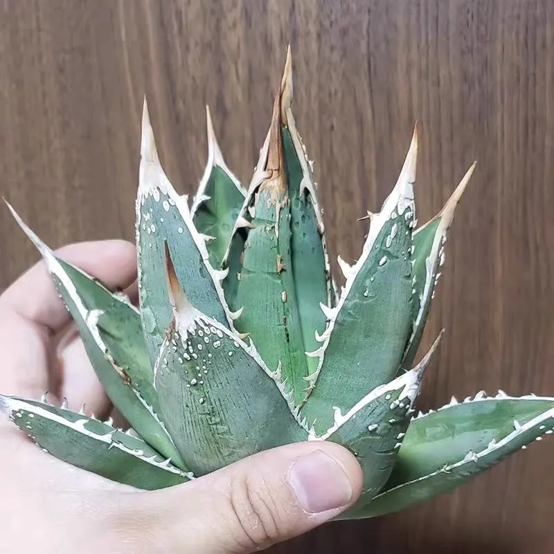 plant Aeonium Echeveria Haworthia  Caudex  Lithops Cactus  Agave 
