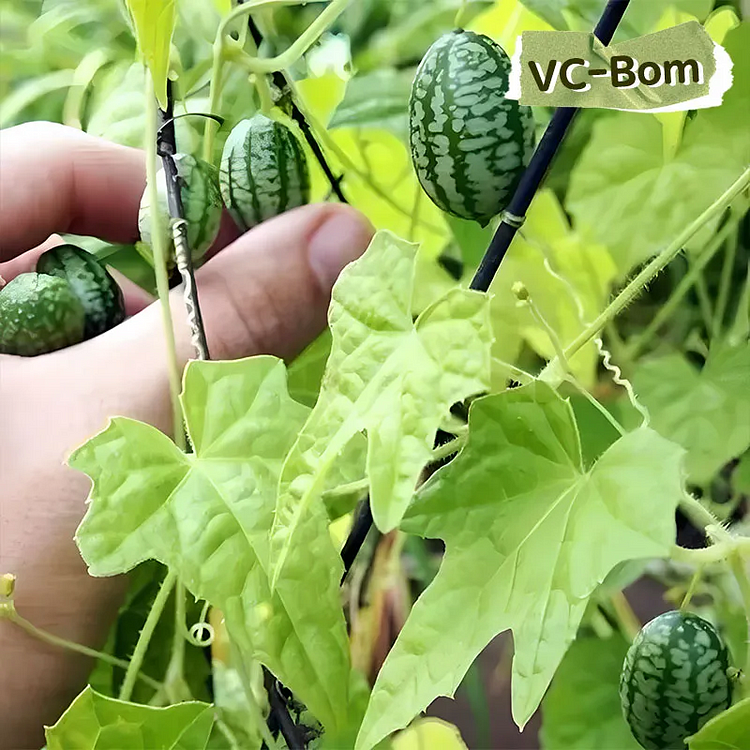 ✨Up to 50% off🍉Thumb Watermelon - Big Taste! 🎉Your Miniature Snack Adventure!
