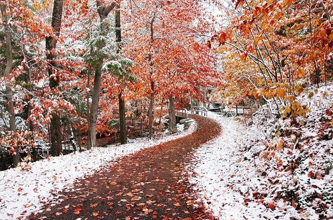 

Beautiful Winter Forest – Paint By Numbers - 40*50CM, 501 Original