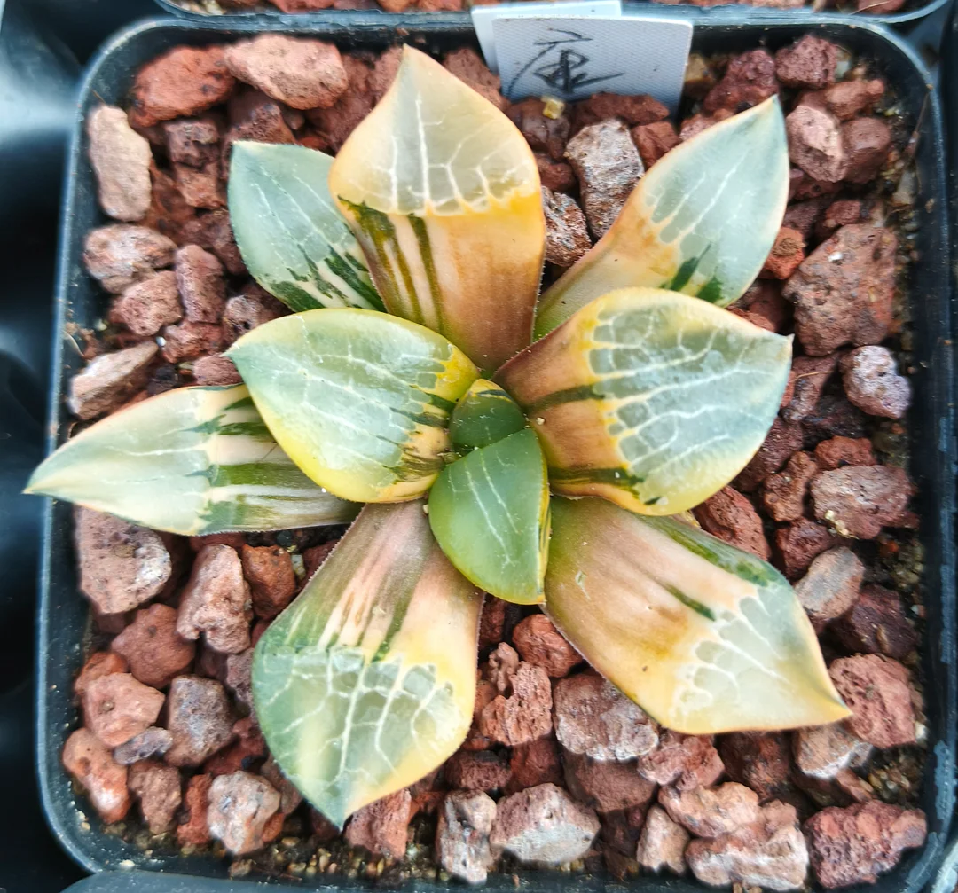 plant Aeonium Echeveria Haworthia  Caudex  Lithops Cactus  Agave 