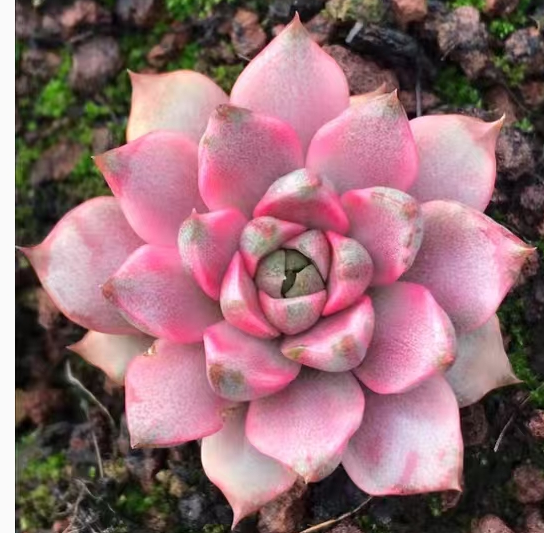 plant Aeonium Echeveria Haworthia  Caudex  Lithops Cactus  Agave 