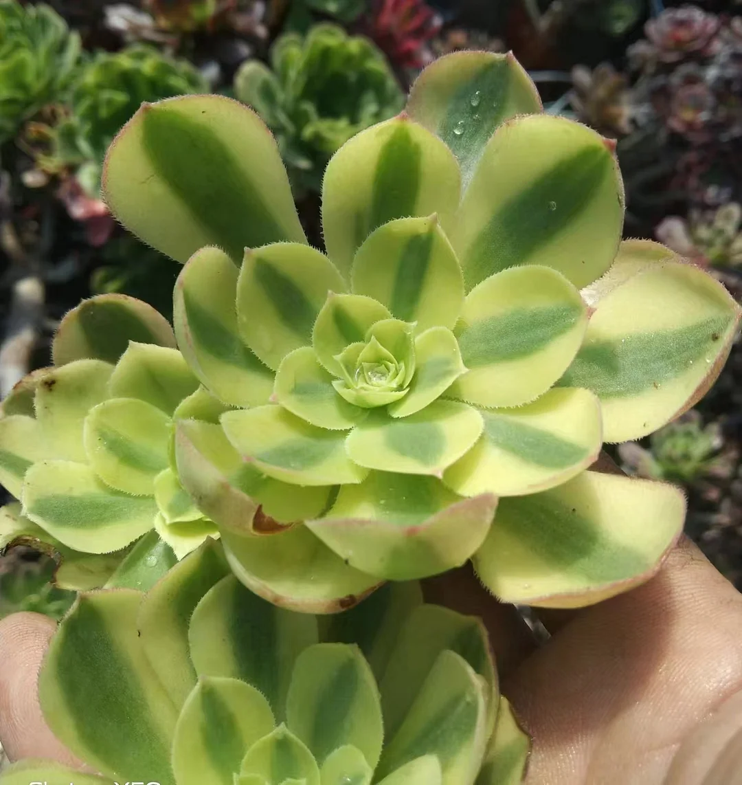 plant Aeonium Echeveria Haworthia  Caudex  Lithops Cactus  Agave 