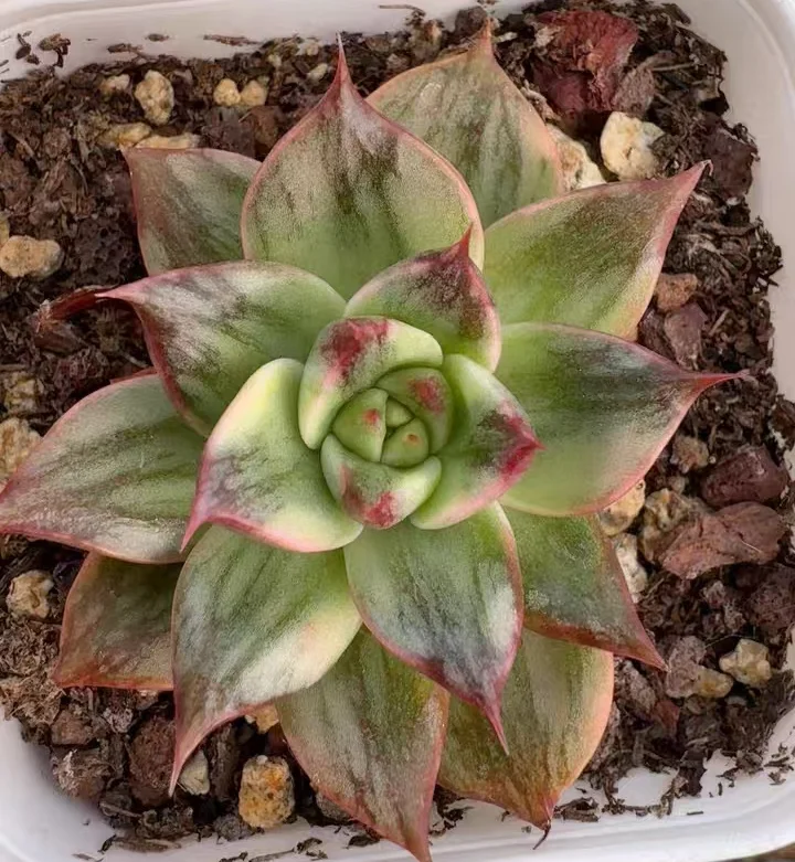 plant Aeonium Echeveria Haworthia  Caudex  Lithops Cactus  Agave 