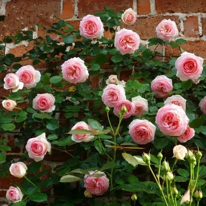 🔥49% OFF 🔥🌱Climbing Rose Seeds