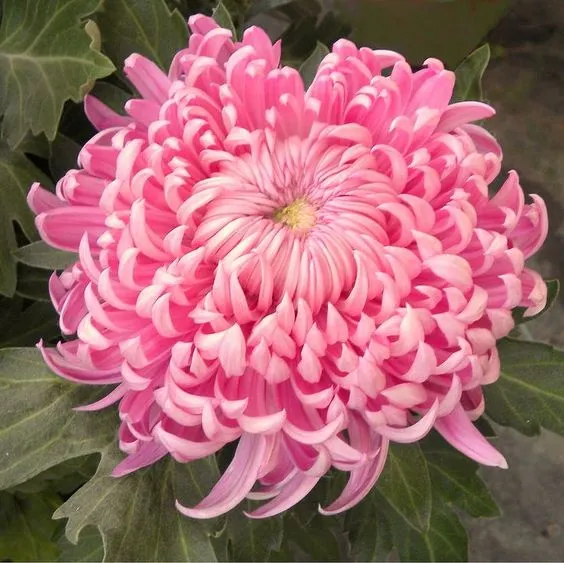 Mixed Spider Mums Flower Seeds-Over 20 Colors