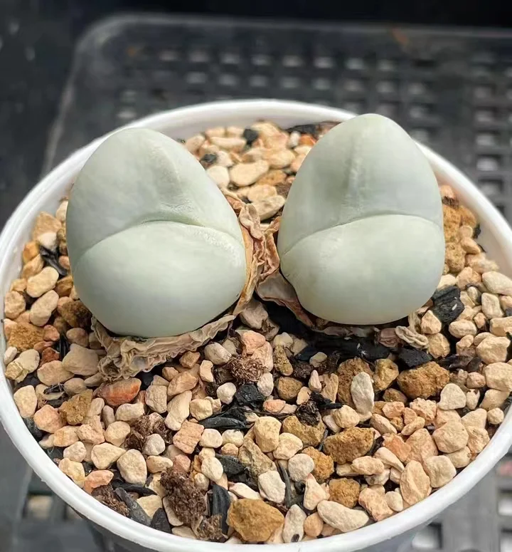 plant Aeonium Echeveria Haworthia  Caudex  Lithops Cactus  Agave 