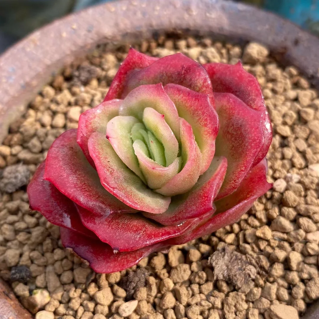 231. ice rose variegated  single head and cluster/ Echeveria  / Succulent plants / Garden landscape / Carefully select healthy plants