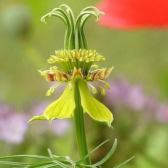 Nigella Transformer Yellow Flower | X 50 Seeds