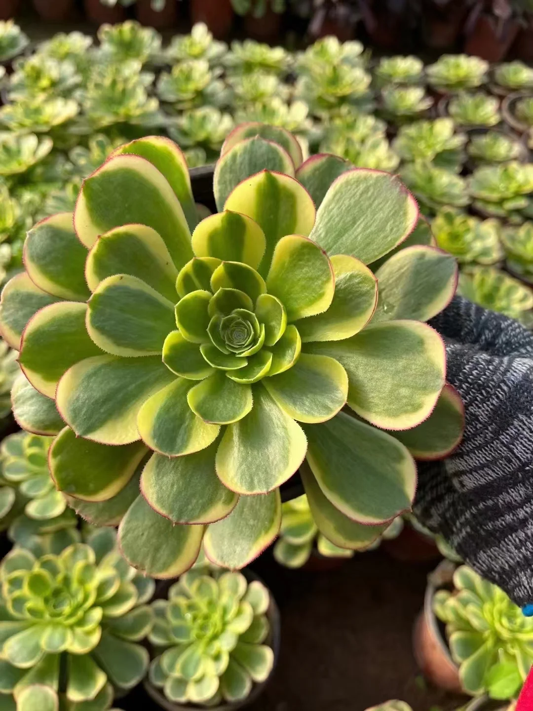 plant Aeonium Echeveria Haworthia  Caudex  Lithops Cactus  Agave 