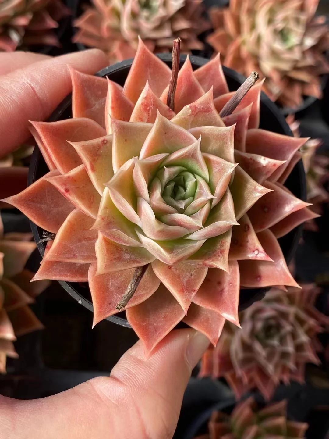 plant Aeonium Echeveria Haworthia  Caudex  Lithops Cactus  Agave 