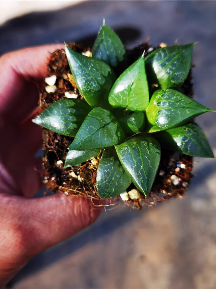 plant Aeonium Echeveria Haworthia  Caudex  Lithops Cactus  Agave 