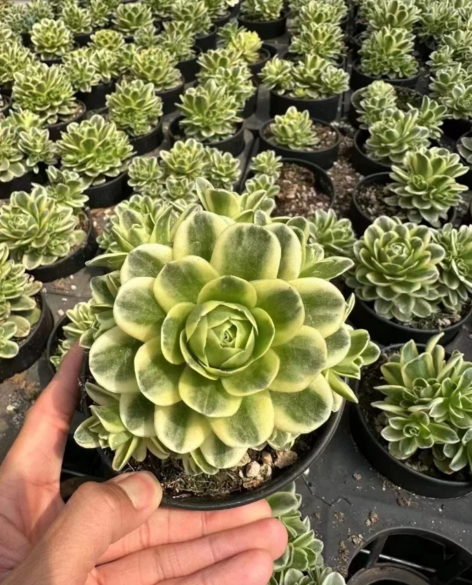 plant Aeonium Echeveria Haworthia  Caudex  Lithops Cactus  Agave 