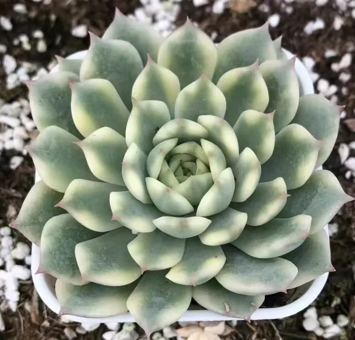 plant Aeonium Echeveria Haworthia  Caudex  Lithops Cactus  Agave 