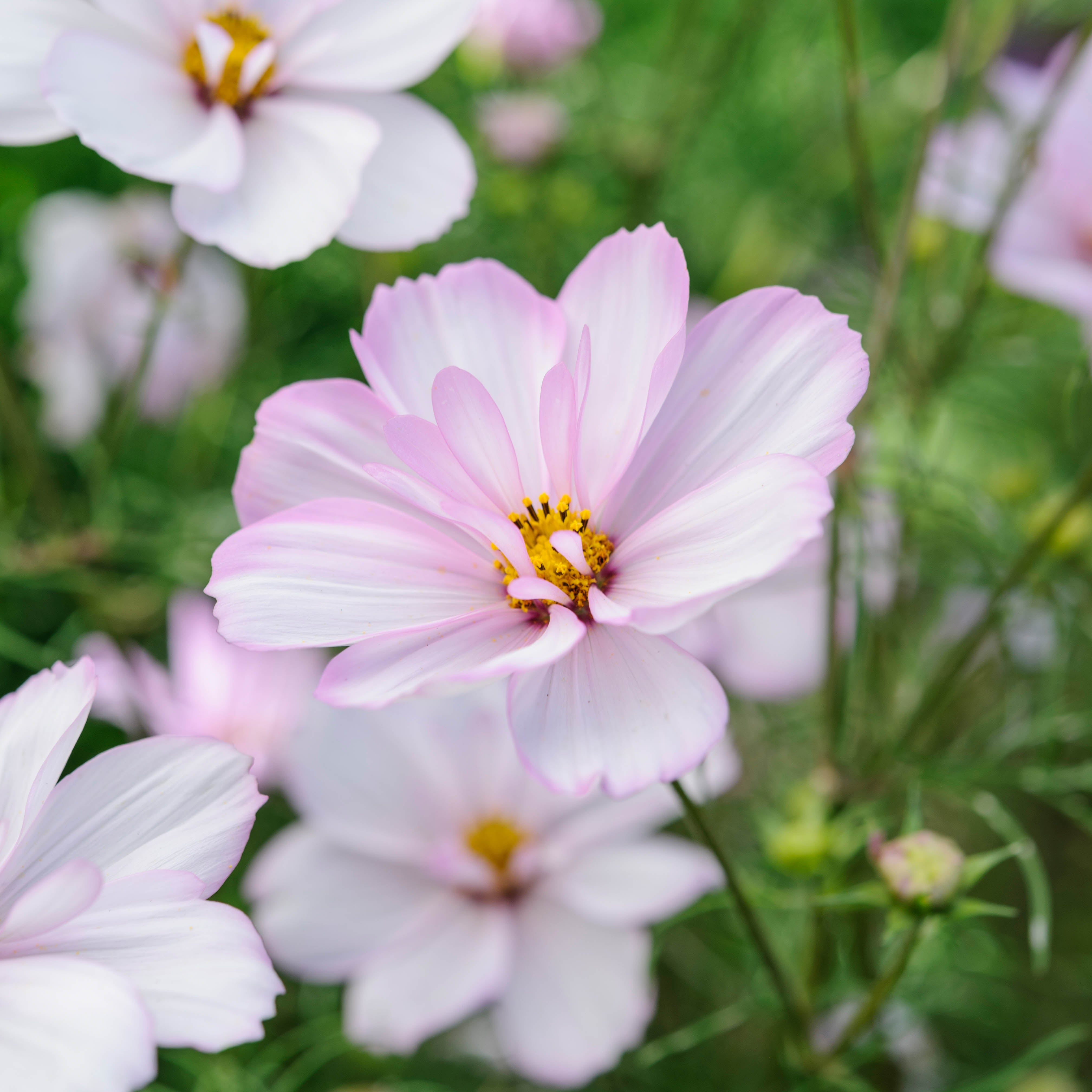 Cosmos Cosimo Collarette&nbsp;Flower | X 30 Seeds