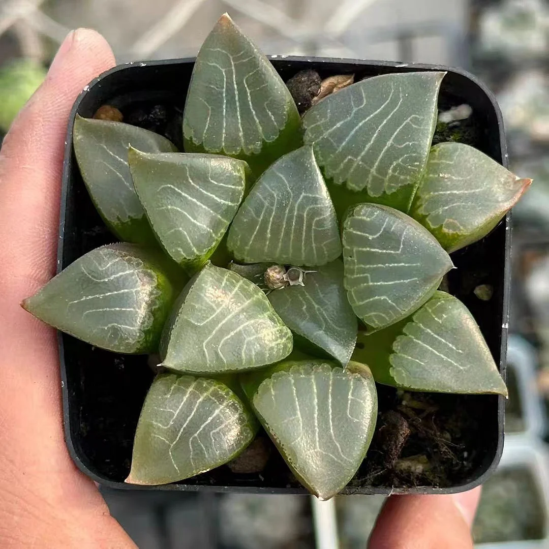 plant Aeonium Echeveria Haworthia  Caudex  Lithops Cactus  Agave 