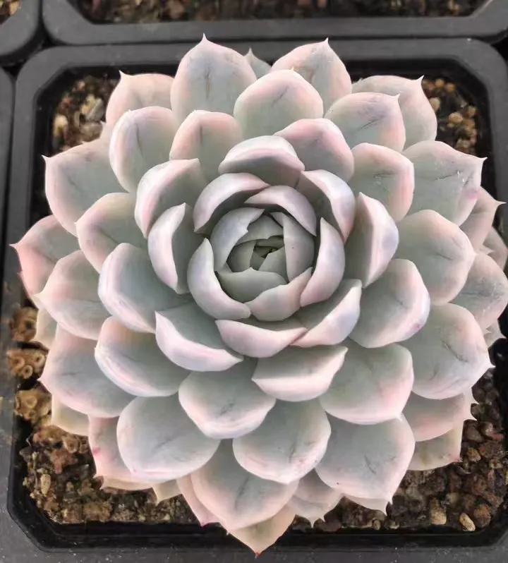plant Aeonium Echeveria Haworthia  Caudex  Lithops Cactus  Agave 