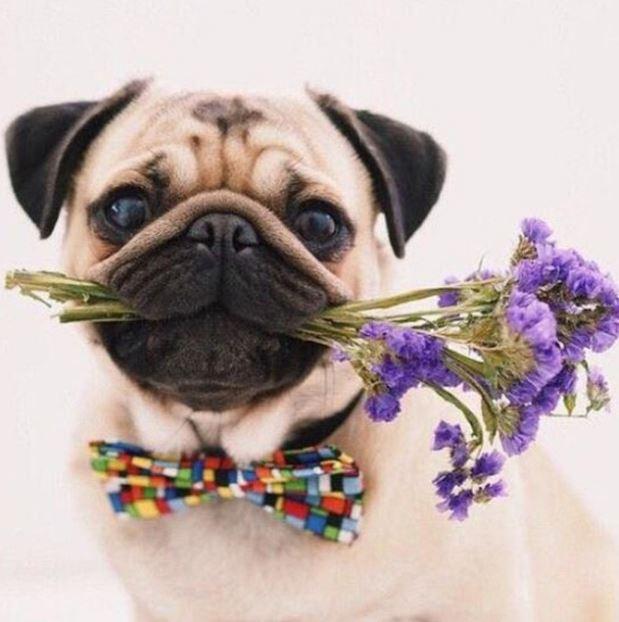 

Pug Dog and Flowers – Paint By Numbers - 40*50CM, 501 Original