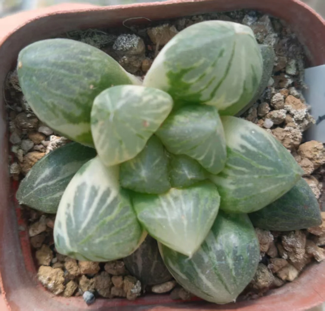 onestock.Haworthia Jade Tan Variegated  4cm/ Haworthia/ Succulent plants / Garden landscape / Carefully select healthy plants