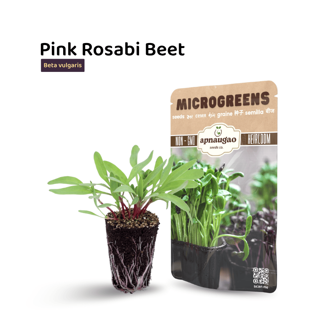 Beetroot Rosabi Microgreens Seeds &ndash; Vibrant, Sweet & Nutritious