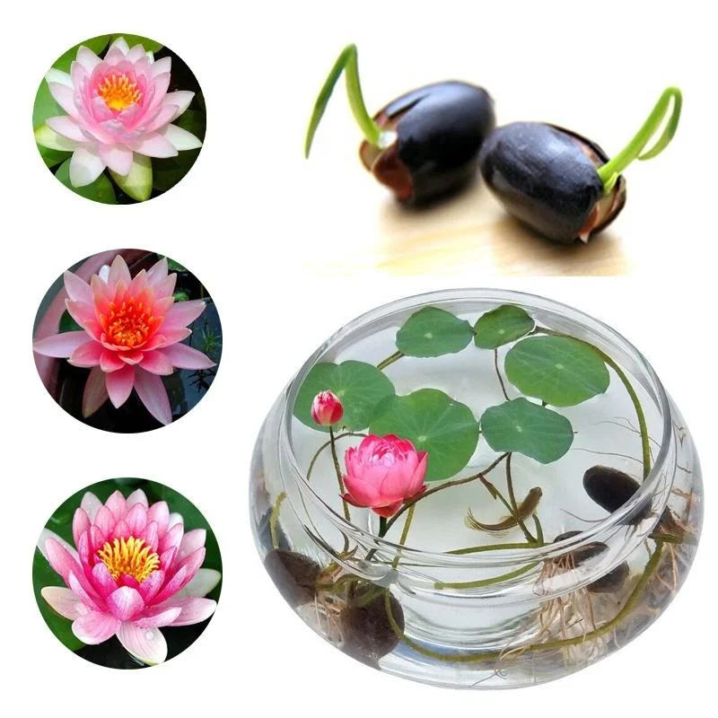 20/50/100Pcs The Premium Bonsai Lotus Flower Seeds JONY PARK