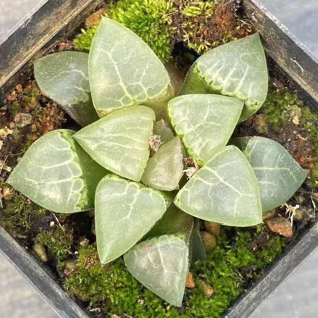 ky7.Haworthia  Moon Gatonis Moon goddess 5-7cm/ Haworthia / Succulent plants / Garden landscape / Carefully select healthy plants