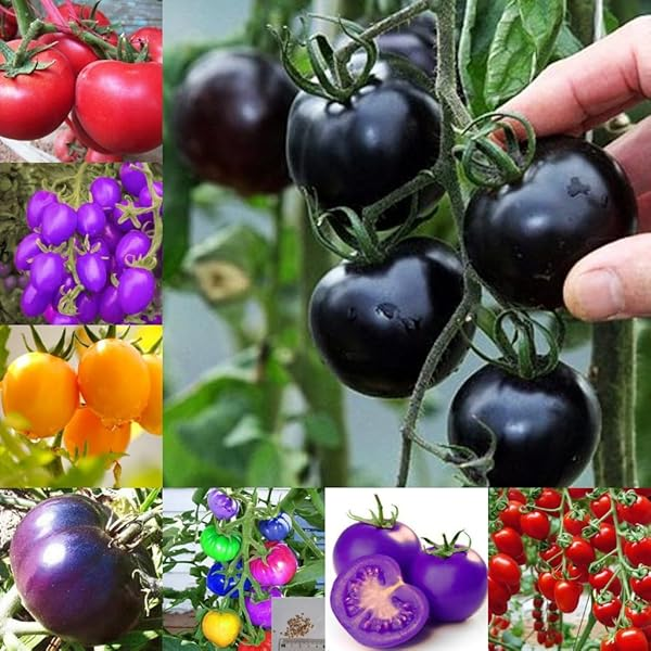 Rainbow Tomato Seeds