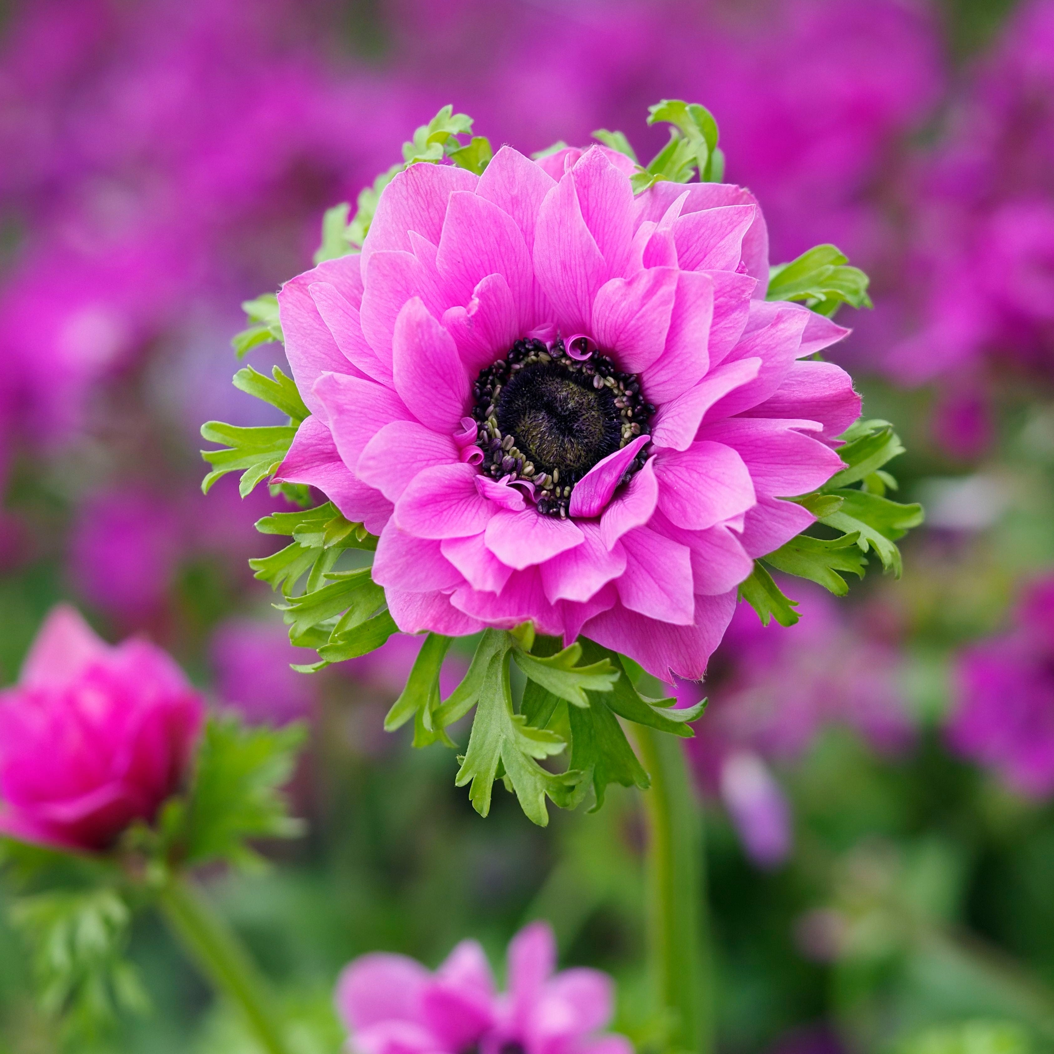 Anemone Harmony Double Rose Flower | X 15 Seeds