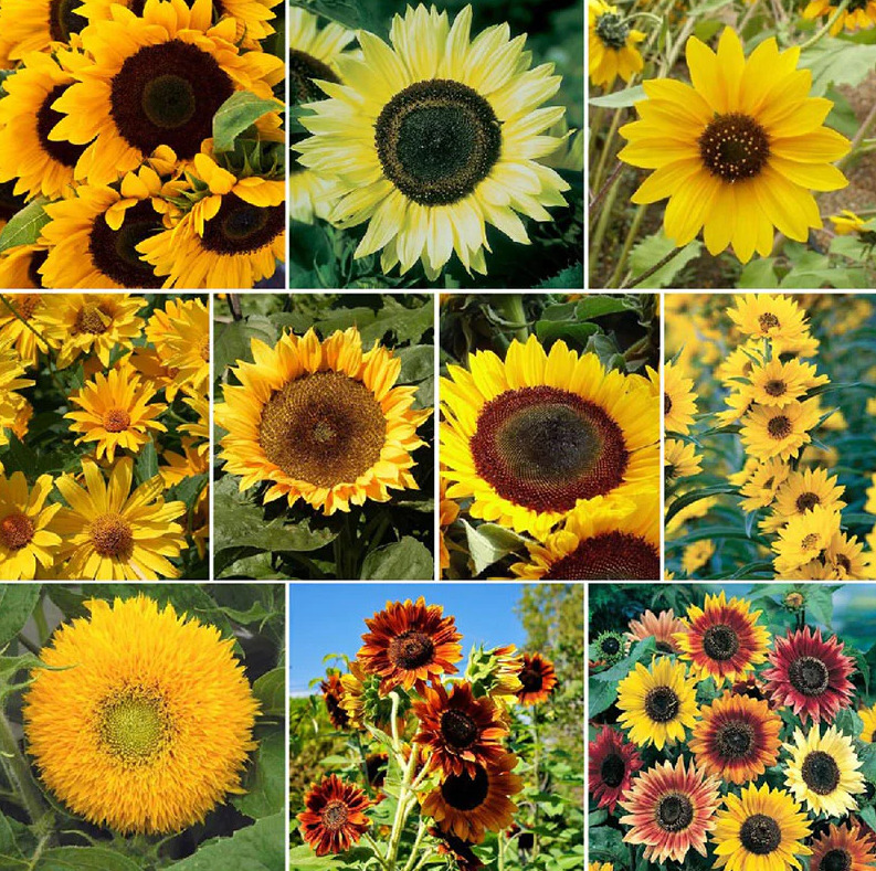 15 Species Heirloom Non-GMO Sunflower Mix Seeds Jonyparkseed®