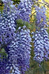 🌸WISTERIA - THE GARDEN&rsquo;S CASCADING BEAUTY ALL YEAR ROUND