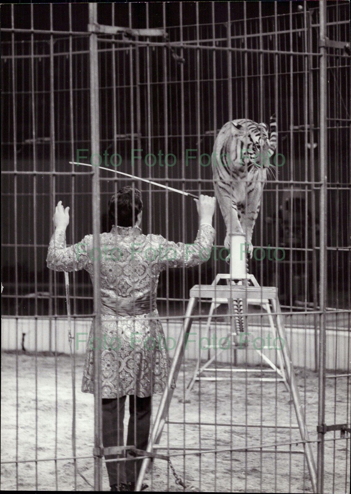 Circus Giovanni Althoff Bengal Tiger Vintage Press Photo Poster painting R?hnert (UN-231