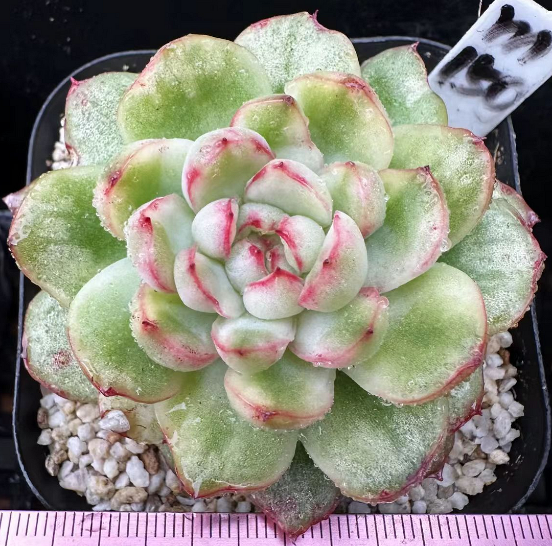 plant Aeonium Echeveria Haworthia  Caudex  Lithops Cactus  Agave 