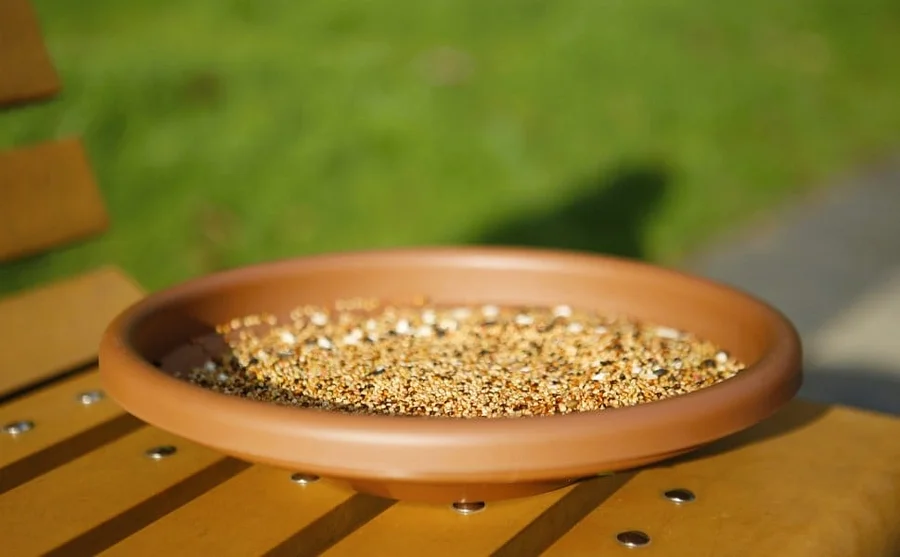 Bird Feeder Bird Feeder