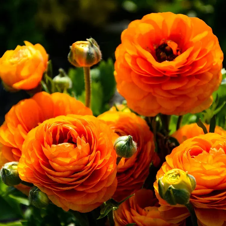 Multicolor Ranunculus Seeds