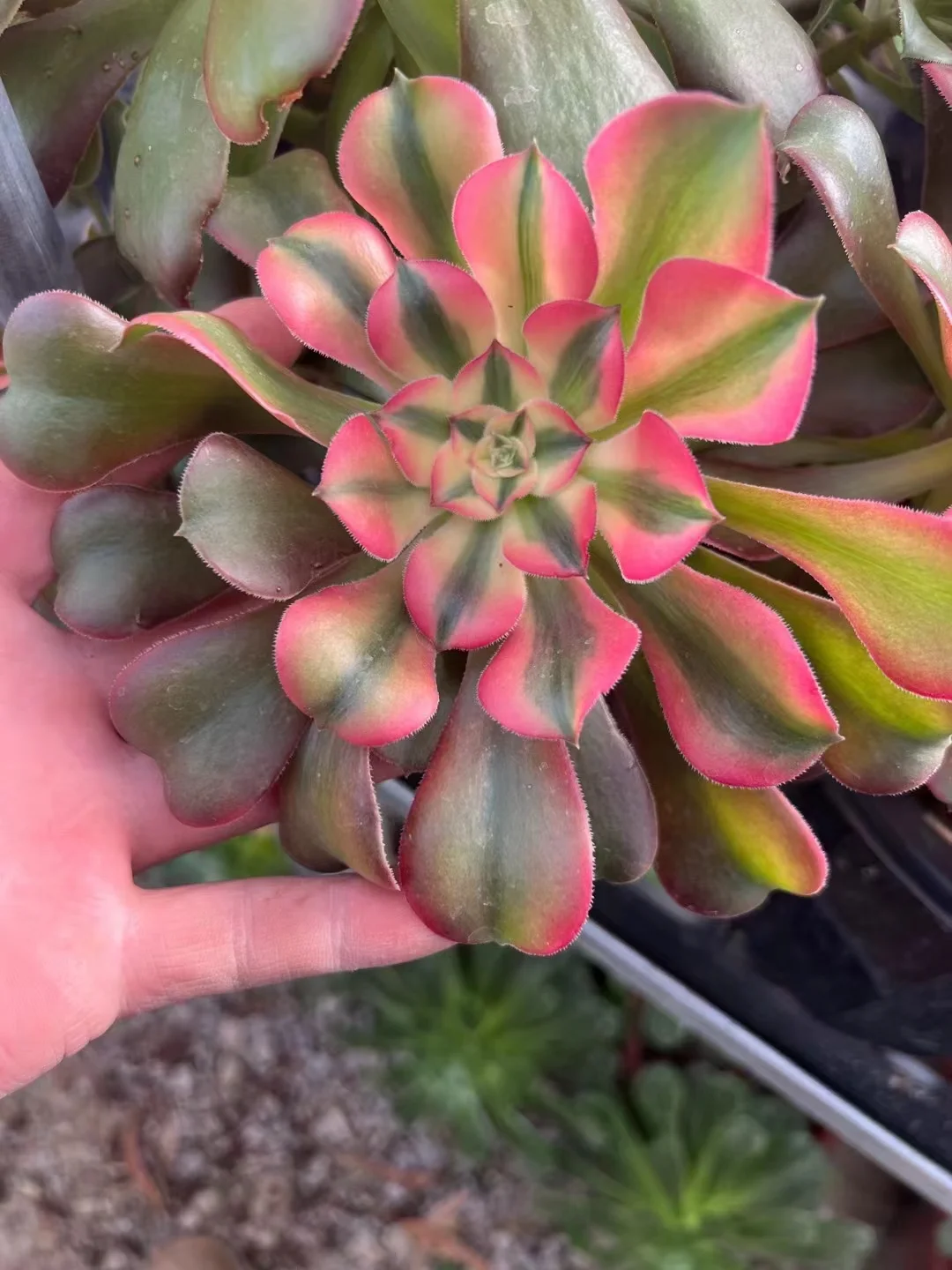 plant Aeonium Echeveria Haworthia  Caudex  Lithops Cactus  Agave 