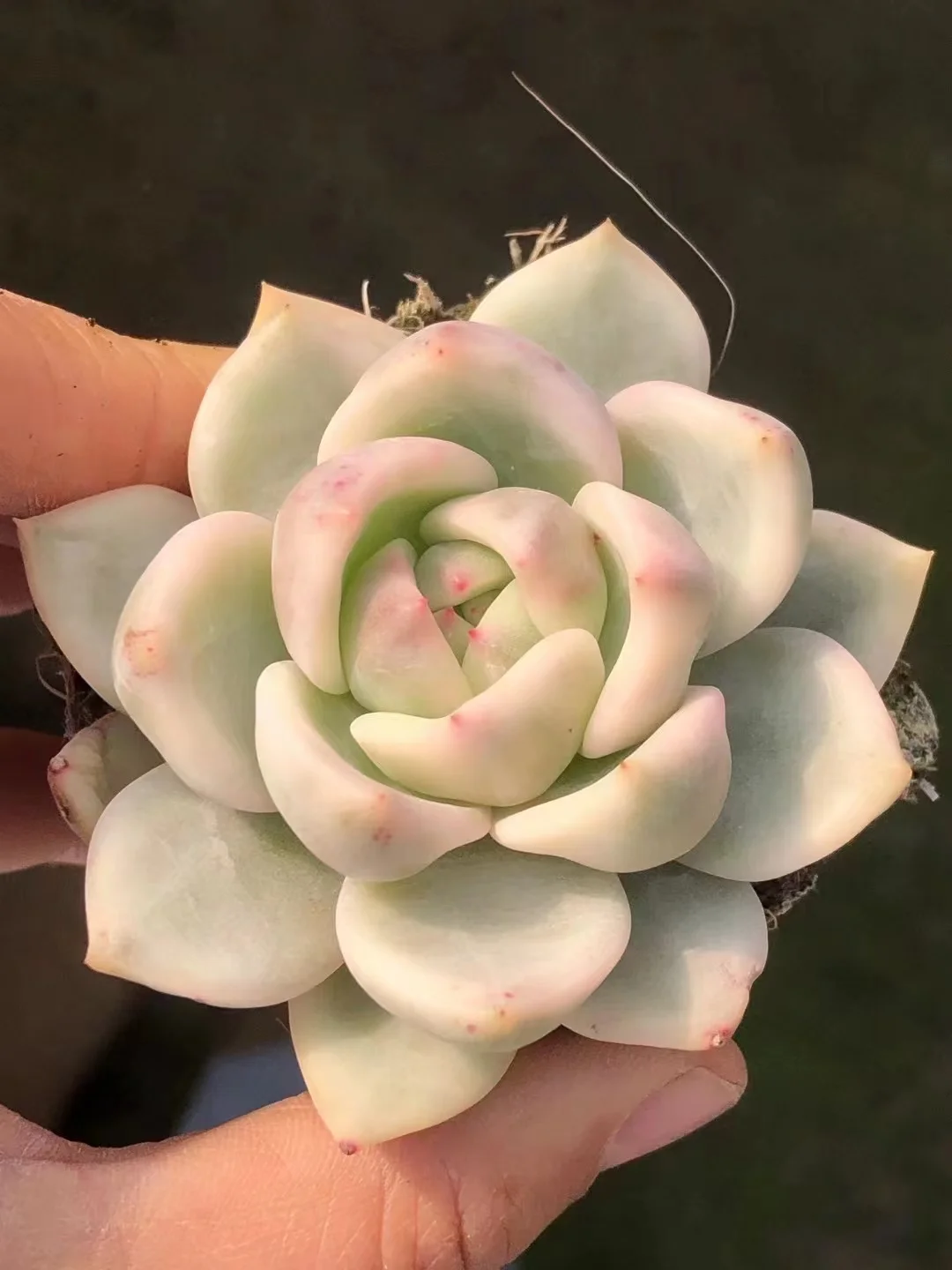 plant Aeonium Echeveria Haworthia  Caudex  Lithops Cactus  Agave 