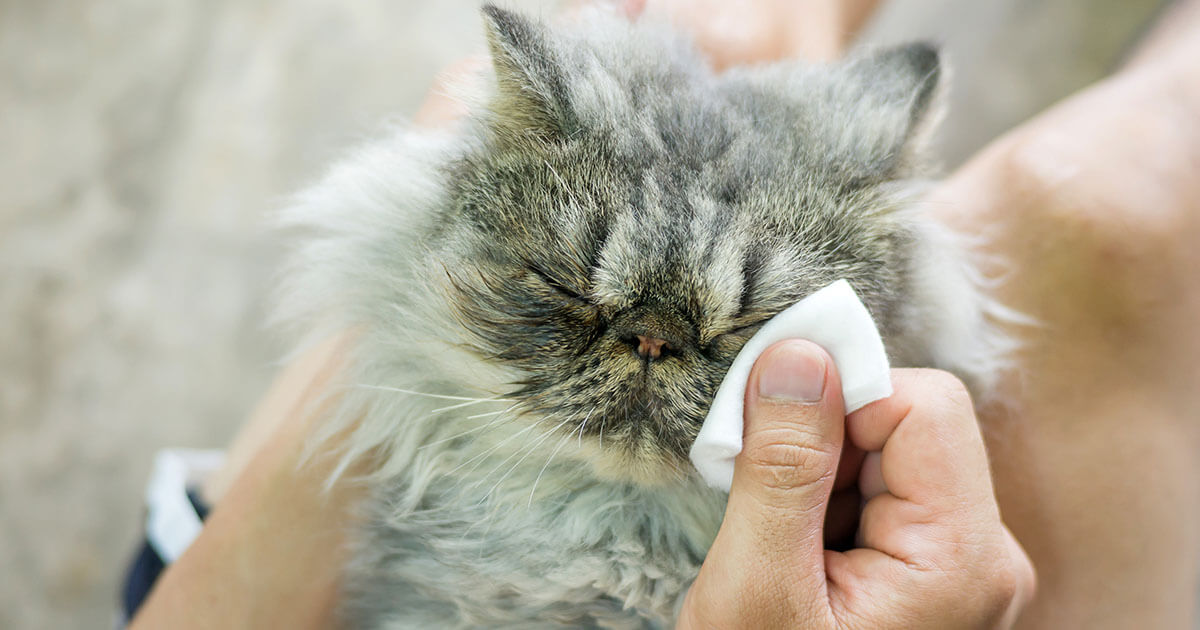 Gently cleaning discharge from the fur around a pet's eye