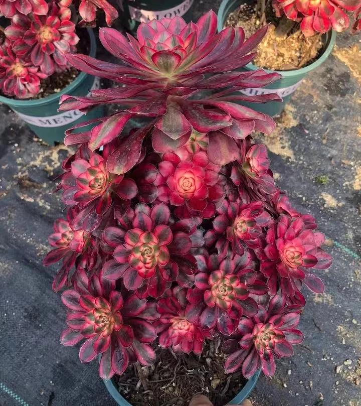 198.  Round leaf white brocade (Chanel)  cluster / Aeonium / Succulent plants /Garden landscape / Carefully select healthy plants