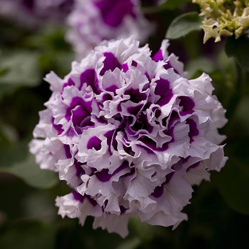 Purple Pirouette Petunia Jonyparkseed®
