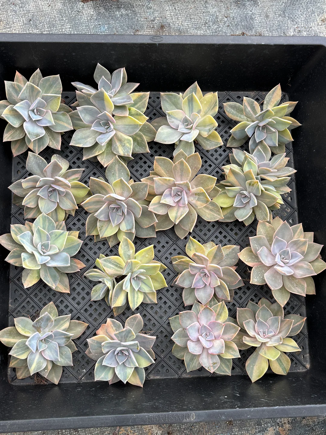 plant Aeonium Echeveria Haworthia  Caudex  Lithops Cactus  Agave 