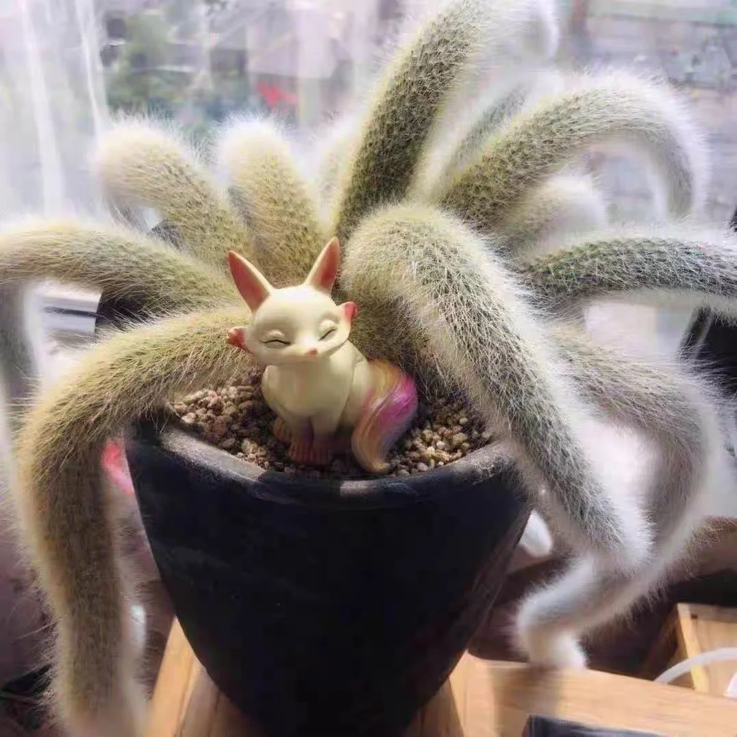 659. Monkey tail cactus long hair  /Cactus plants / Succulent plants/Garden landscape / Carefully select healthy plants