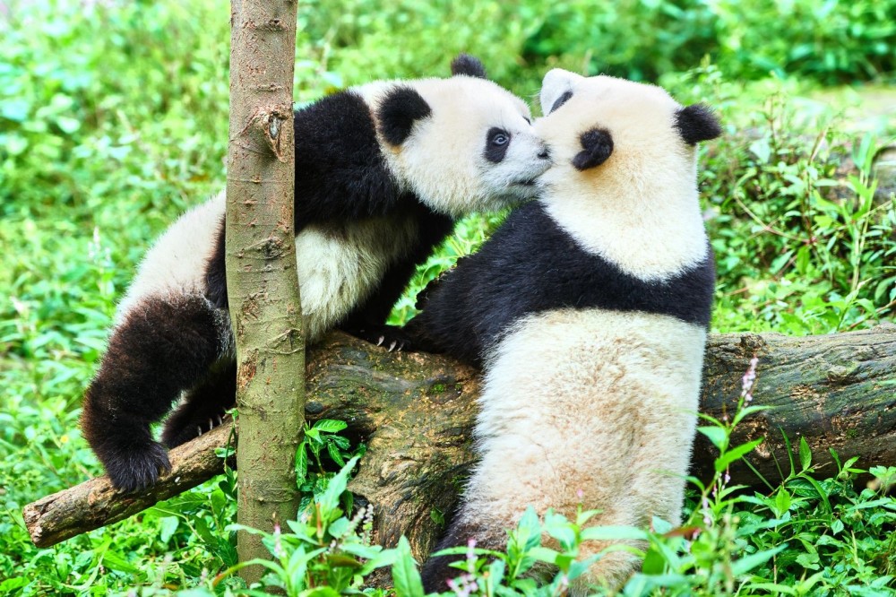 Chengdu – Giant Panda Base – Leshan Giant Buddha one-Day Tour 