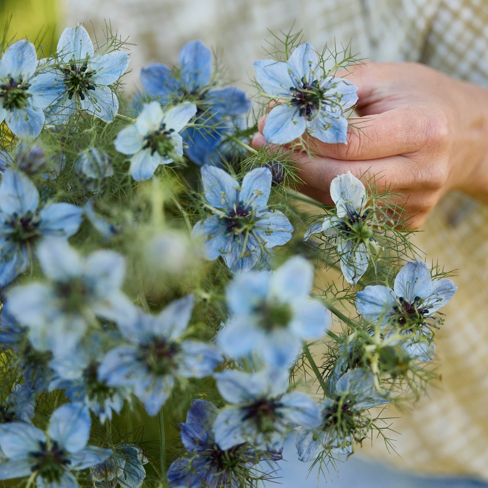 Nigella Miss Jekyll Blue Flower | X 100 Seeds