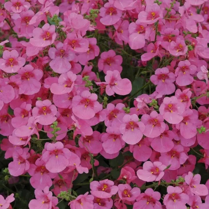 Diascia Pink Queen Seeds Perennial Abundant Pink Flowers Light Frost Tolerant