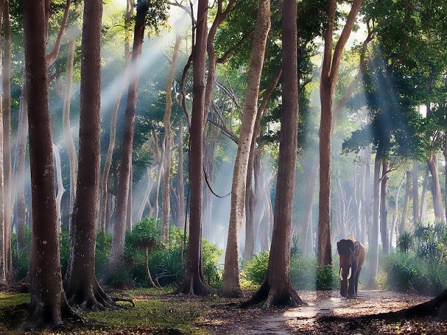 

Woods Forest – Paint By Numbers - 40*50CM, 501 Original
