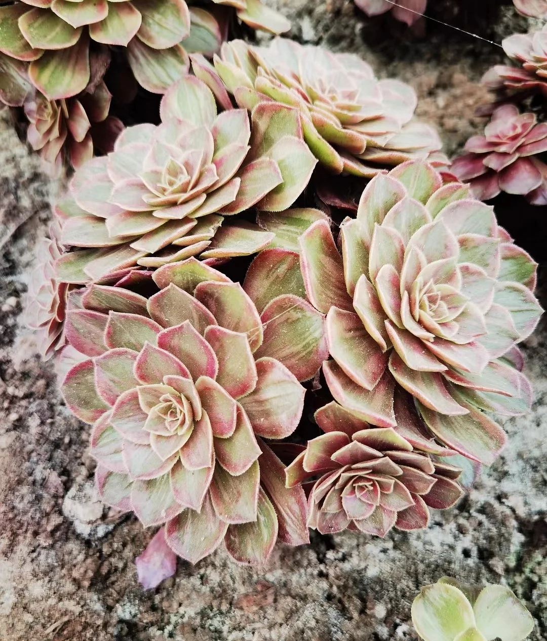 plant Aeonium Echeveria Haworthia  Caudex  Lithops Cactus  Agave 