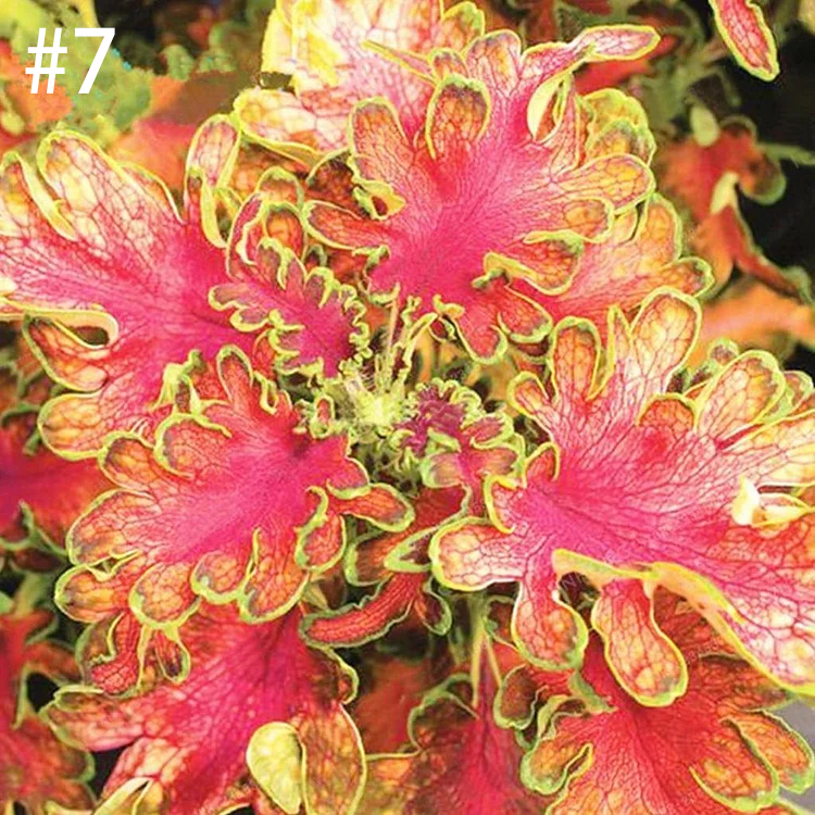 Coleus Bonsai Flower Leaf Plants Rainbow Dragon Seeds Garden