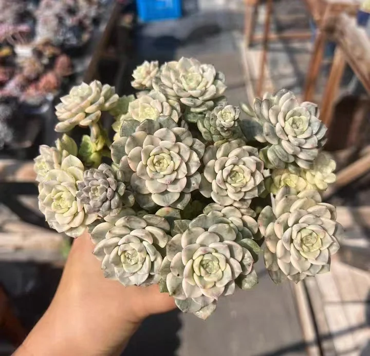 plant Aeonium Echeveria Haworthia  Caudex  Lithops Cactus  Agave 