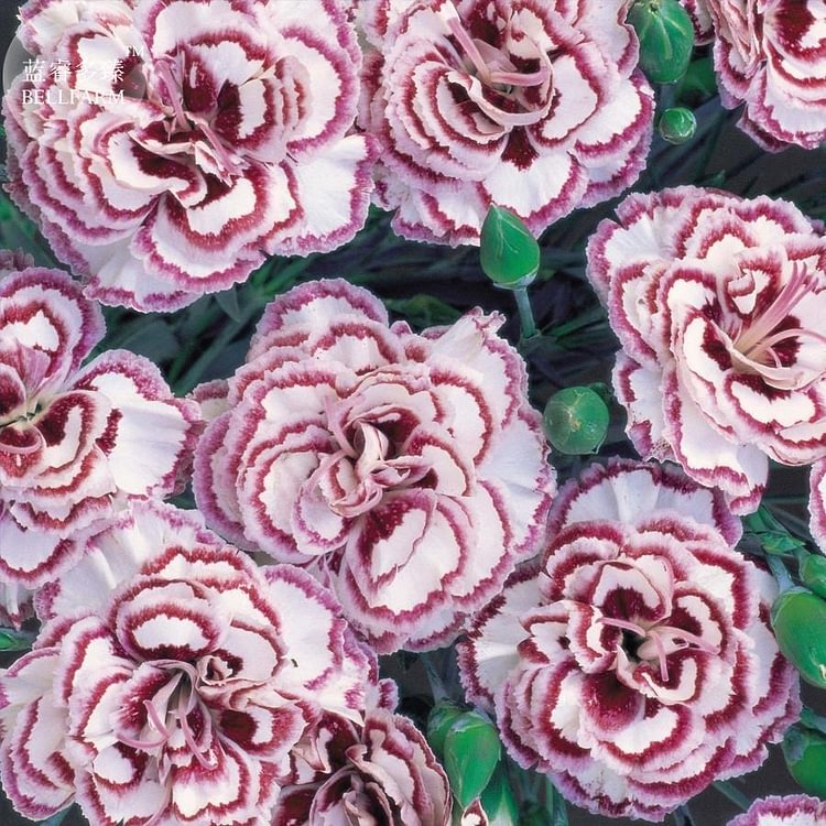 Dianthus 'Grans Favorite' Pink Seeds